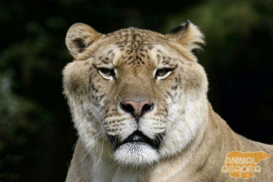 Najveća mačka na zemlji lige Najveća mačka na zemlji lige